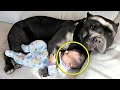 Dog Refuses To Let Baby Sleep Alone, Parents Find Out Why And Call The Police!