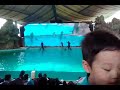 Atraksi Lumba Lumba Ancol Samudra
