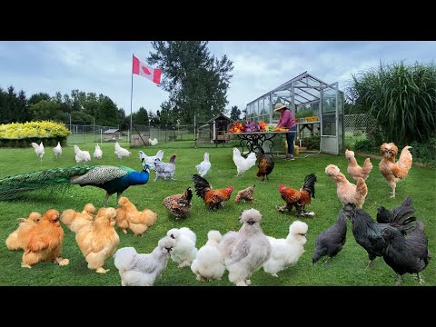 Organic Poultry Summer Survival Essentials: Special Care and Preserving Harvests in Unique Methods