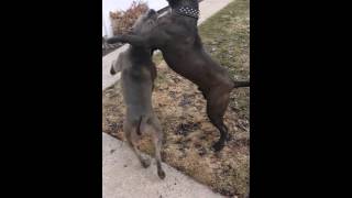Vicious pitbull fight