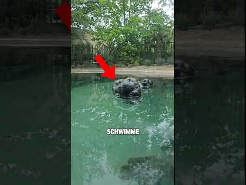 Never swim in this water! 😱 #shorts