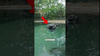 Schwimme Niemals in diesem Wasser! 😱 #shorts