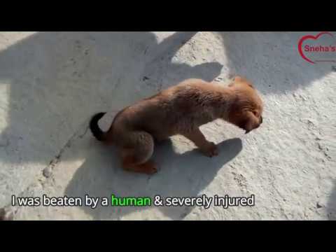 Help us help the needy animals