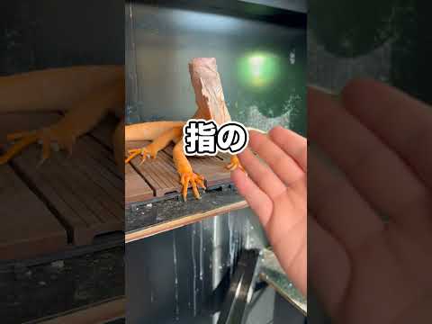 これは指が切れてしまう予兆です…