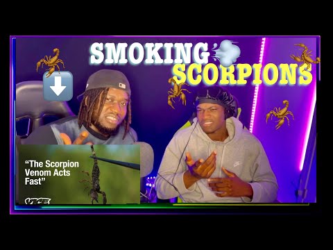 SMOKING SCORPION IN PAKISTAN (REACTION)