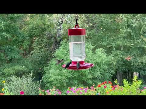 Ruby-throated Hummingbird feeding frenzy - September 8, 2023