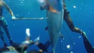 Spearfishing-The Kingdom of Tonga 2014