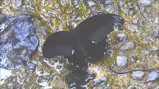 ムビる18506 20210804 009 モンキアゲハ monkiageha