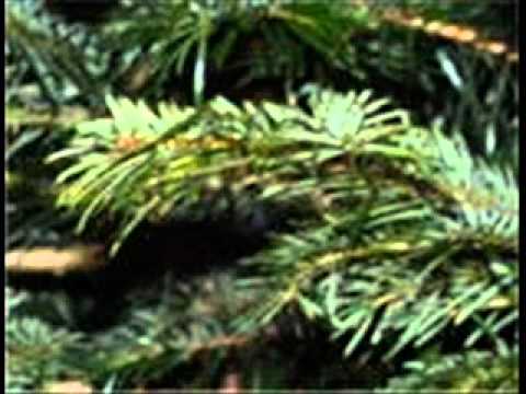 Ed Kuepper - I´d rather be the devil