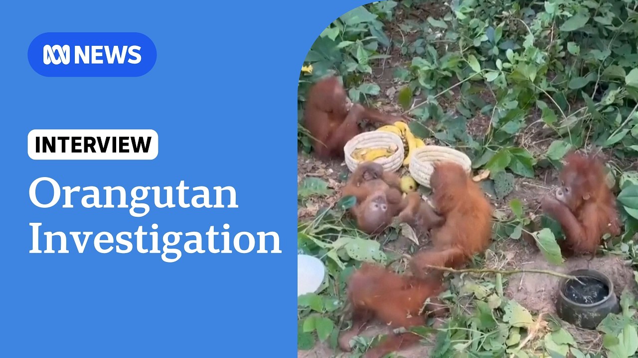 India discovers five endangered baby orangutans in forest, triggers wildlife trafficking investigation