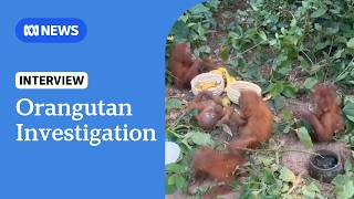 India discovers five endangered baby orangutans in forest, triggers wildlife trafficking investigation