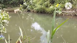 Download lagu nginti ikan bangah/banta mp3 Download lagu nginti ikan bangah/banta mp3