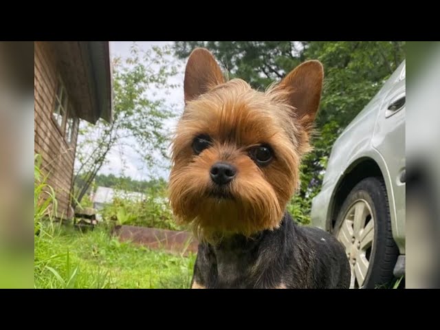 Что случилось с собачкой после пропажи?