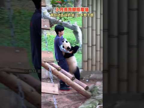 2026.6.2 👦🏻🐼🍼月亮用腳抵著牆,這是用行動告訴奶爸,牠不想下班 #小月亮 #大熊貓小月亮 #熊貓寶寶 #熊貓 影片來源:熊仔崽(抖音)