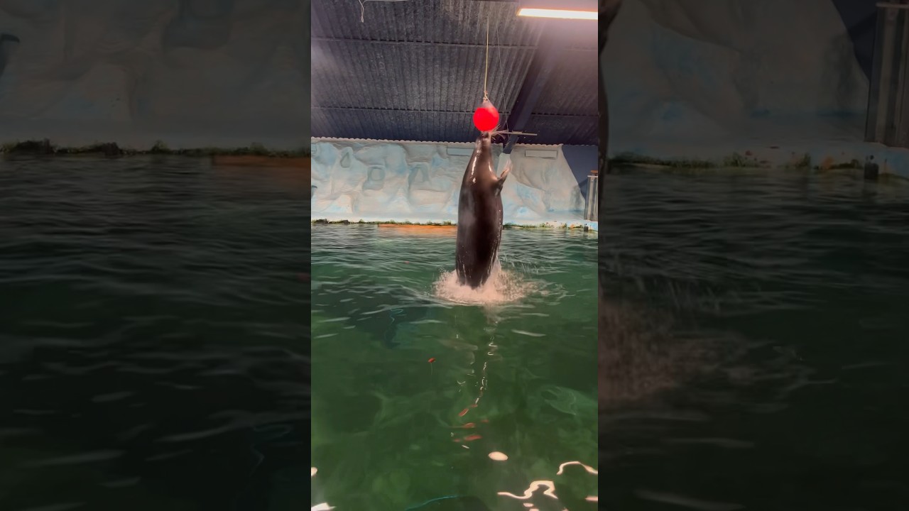 YouTube Short thumbnail