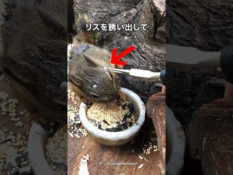 リスのダニ取りでドーパミン補給