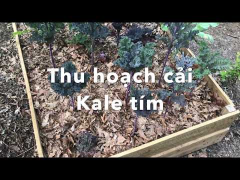 , title : 'Thu hoạch cải Kale tím (Scarlet Kale) | Vườn Rau Sau Nhà'