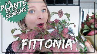 🌿 Le Fittonia : comment le garder Arrosage, entretien... #laplantedelasemaine