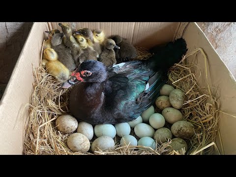 Amazing Duck Home Hatching 100Eggs in Box Nest _ New Duckling Born From Eggs