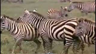 Bless The Beast &amp; The Children -The Carpenters