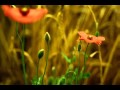 Flamingo, Stephane Grappelli
