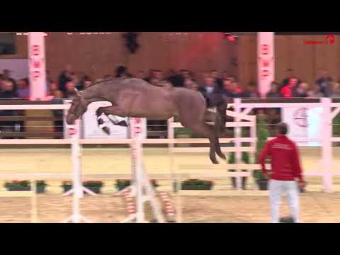 Cello vd Bisschop (v. Cicero Z x Stakkato x Tornado)