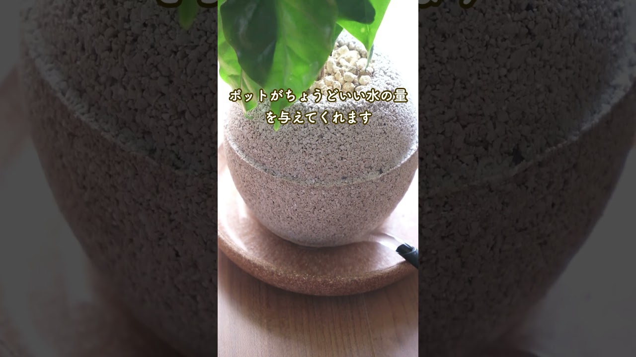 これ、水やりが簡単すぎてすごい！ずぼらでも育てられる観葉植物　#pr