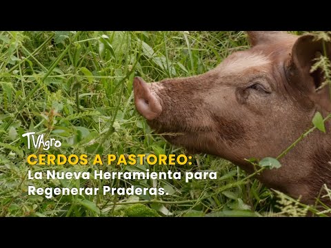 Pastured Pigs: The New Tool for Regenerating Pastures - TvAgro by Juan Gonzalo Angel