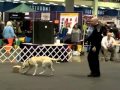 Jeff Johnson and Huey - Boeing Explosives Detection Unit