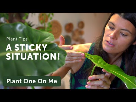 , title : 'EWWW! What's That STICKY Stuff on my Plants? — Ep 204'