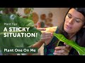 EWWW! What's That STICKY Stuff on my Plants? — Ep 204