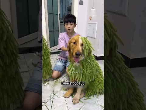 เขาโกนขนสุนัข แล้วปิดบังไม่ให้แม่รู้ 🐶😆