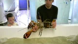 preview picture of video 'female lobster with eggs'