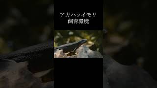 アカハライモリの飼育環境│VIVARIUM #shrots
