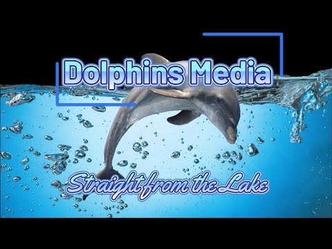 Dolphins News, April 25, 2025