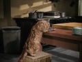 El Gato El Perro Y El Cocinero