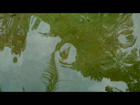 José Bergamín. "No quiero, cuando me muera..."