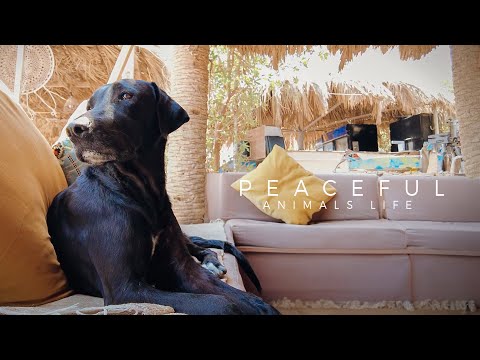 Lazy Afternoons | Cats and Dogs in a Peaceful Egyptian Town | DAHAB