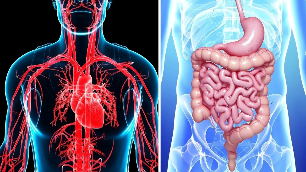 SISTEMA Y APARATO del cuerpo humano: características, diferencias y ejemplos