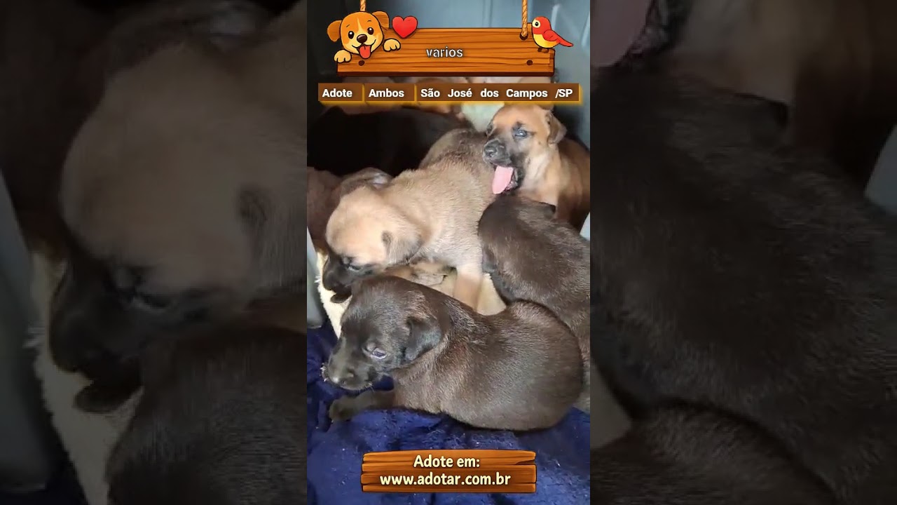 Cachorro raça SRD-ViraLata idade 2 a 6 meses nome varios
