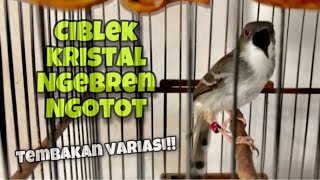 Download lagu Ciblek Kristal Gacor Ngotot Ngebren Variasi Tembakan Speed Rapat Suara Jernih | Kicau Tembak mp3 Download lagu Ciblek Kristal Gacor Ngotot Ngebren Variasi Tembakan Speed Rapat Suara Jernih | Kicau Tembak mp3