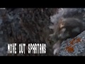 Chicks Jump Off Cliff My Remake Bad Version Halo