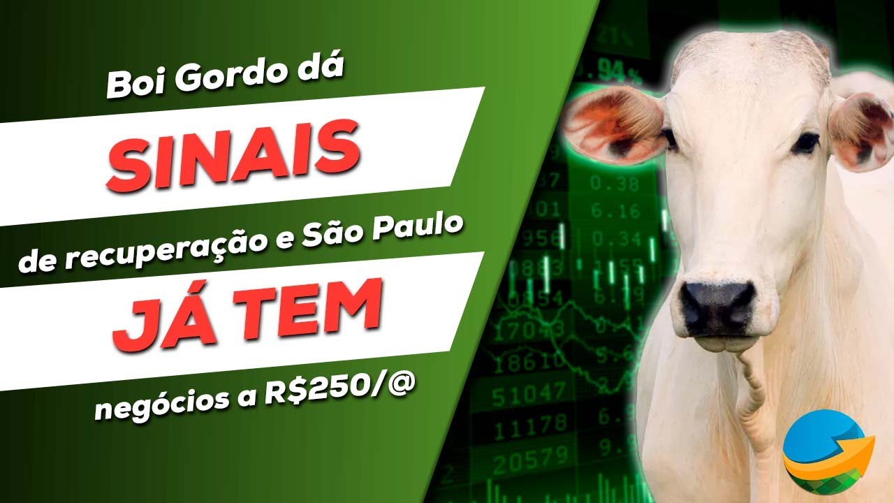 Boi gordo dá sinais de recuperação e São Paulo já tem negócios a R$250/@
