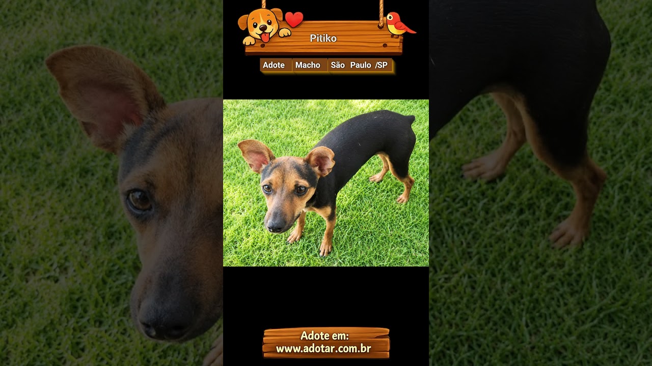 Cachorro raça Pinscher idade 7 a 11 meses nome Pitiko 