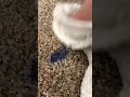 howto remove nail polish from your carpet #shorts