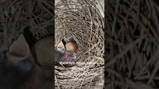 Download lagu Anakan Burung Tledekan mp3