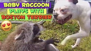Baby Raccoon plays with Boston Terrier CUTE