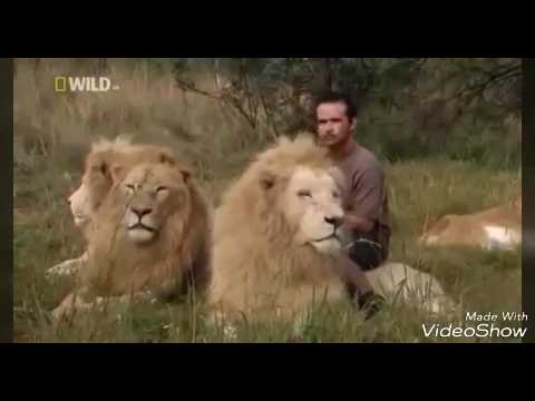Amazing Lion Ranger Kevin Richardson .". Nature Wildlife Documentary