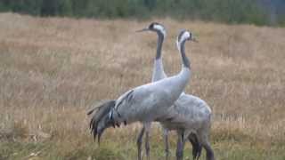preview picture of video 'portret rodziny żurawi (Grus grus), Common Crane, Kranich, Серый журавль'