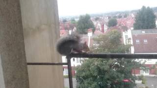SQUIRREL FREAKIN OUT